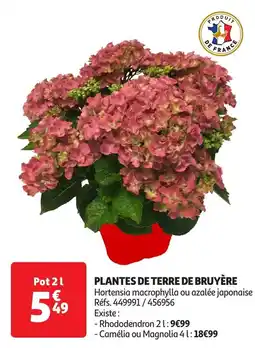 Auchan Plantes de terre de bruyère offre