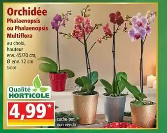 Orchidée Phalaenopsis Ou Phalaenopsis Multiflora