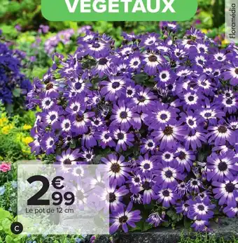 Carrefour Cinéraire offre