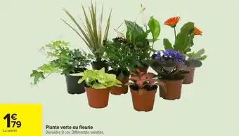 Carrefour Plante verte ou fleurie offre