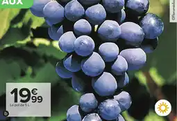 Carrefour Vigne de table offre