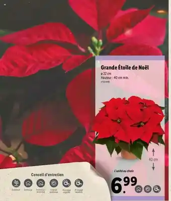 Lidl Grande étoile De Noël offre