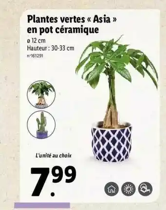 Lidl Plantes Vertes «asia» En Pot Céramique offre