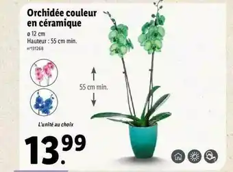 Lidl Orchidée Couleur En Céramique offre