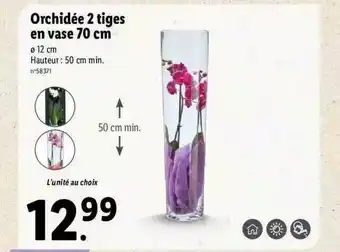 Lidl Orchidée 2 Tiges En Vase 70 Cm offre