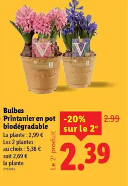 Lidl Bulbes Printanier en pot biodégradable offre