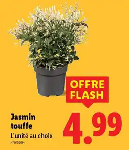 Lidl Jasmin touffe offre