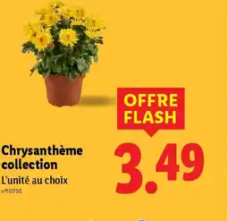 Lidl Chrysanthème collection offre