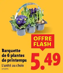 Lidl Barquette de 6 plantes de printemps offre