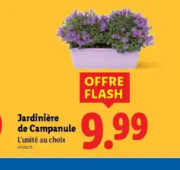 Lidl Jardinière de Campanule offre