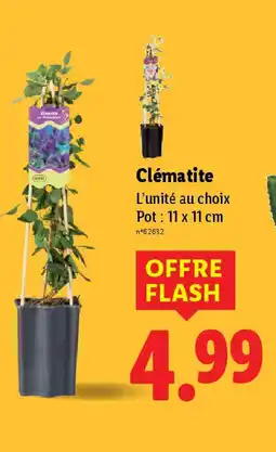 Lidl Clématite offre