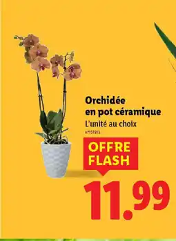 Lidl Orchidée en pot céramique offre