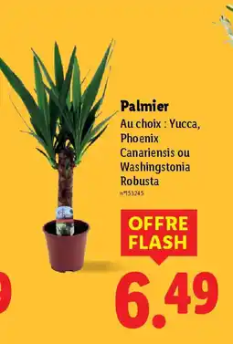 Lidl Palmier offre