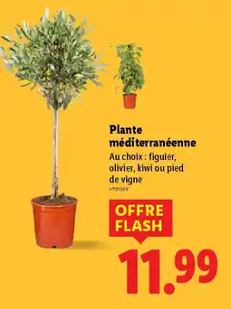 Lidl Plante méditerranéenne offre