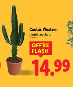 Lidl Cactus Western offre