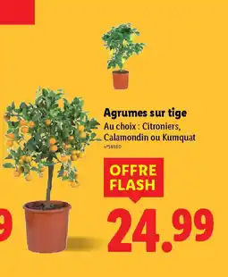 Lidl Agrumes sur tige offre