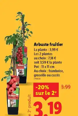 Lidl Arbuste fruitier offre