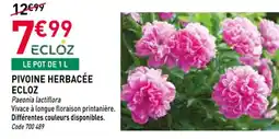 RAGT Jardin & Maison ECLOZ Pivoine herbacée offre