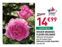 RAGT Jardin & Maison Rosier grandes fleurs delbard offre