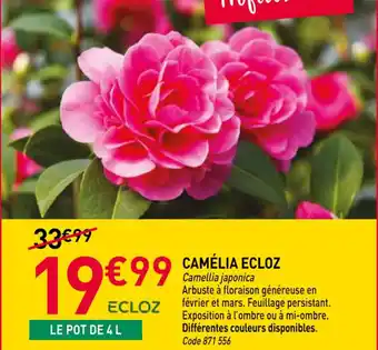 RAGT Jardin & Maison ECLOZ Camélia offre