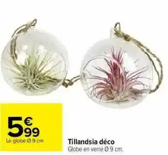 Carrefour Tillandsia Déco offre