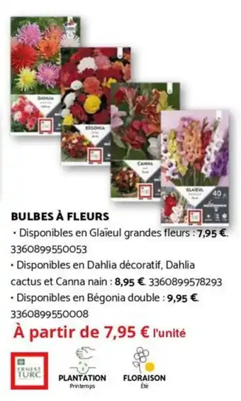 Bricomarché Bulbes à fleurs offre