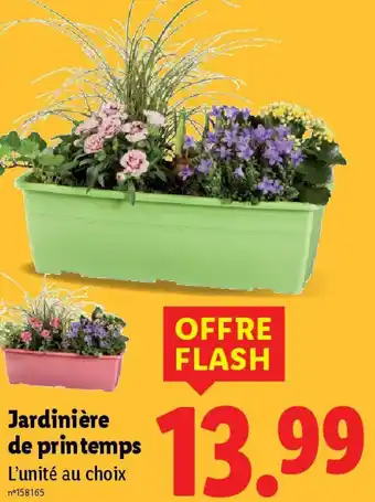 Lidl Jardinière de printemps offre