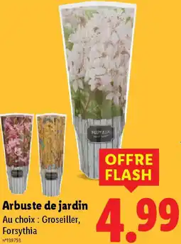 Lidl Arbuste de jardin offre