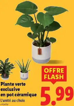 Lidl Plante verte exclusive en pot céramique offre