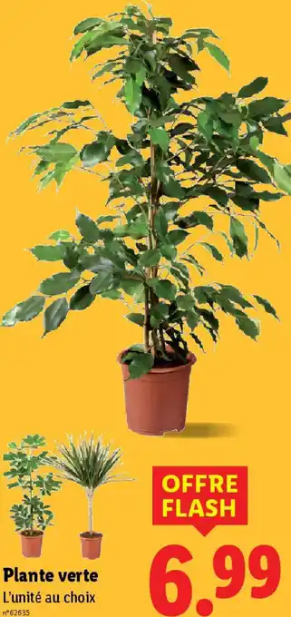 Lidl Plante verte offre