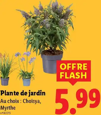 Lidl Plante de jardin offre