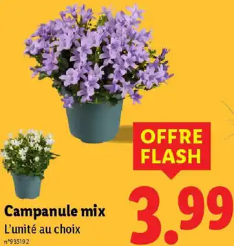 Lidl Campanule mix offre