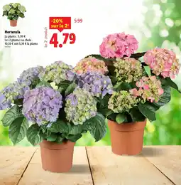 Lidl Hortensia offre