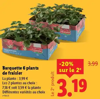 Lidl Barquette 6 plants de fraisier offre