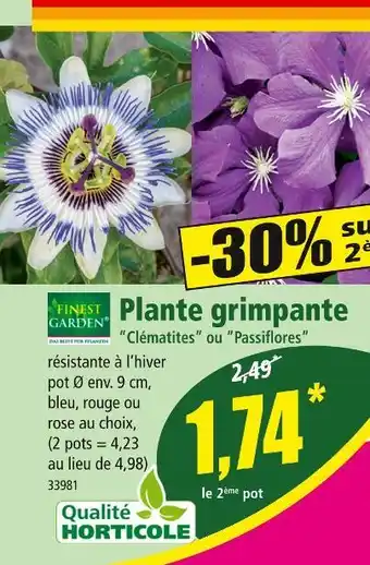 Norma FINEST GARDEN Plante grimpante offre