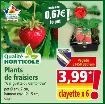 Norma Plants de fraisiers offre