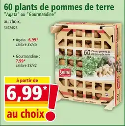 Norma 60 plants de pommes de terre offre