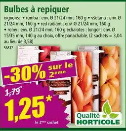 Norma Bulbes à repiquer offre