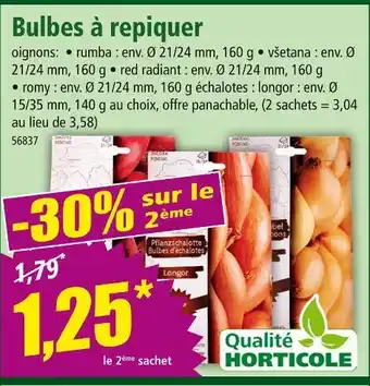 Norma Bulbes à repiquer offre