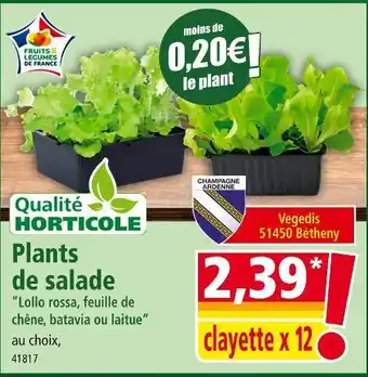 Norma Plants de salade offre