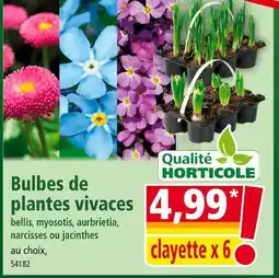 Norma Bulbes de plantes vivaces offre