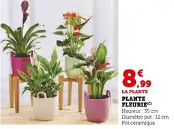 Super U Plante fleurie offre