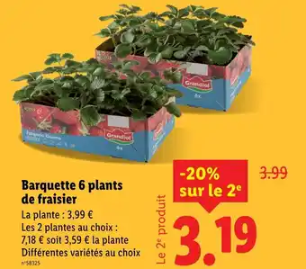 Lidl GRANDIOL Barquette 6 plants de fraisier offre