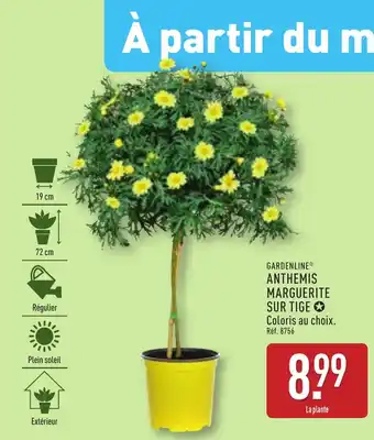 ALDI GARDENLINE® Anthemis marguerite sur tige offre