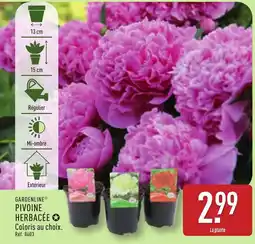 ALDI GARDENLINE® Pivoine herbacée offre