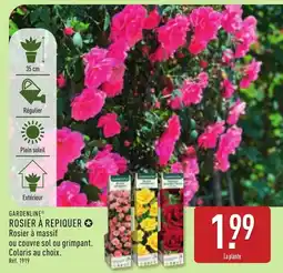 ALDI GARDENLINE® Rosier à repiquer offre