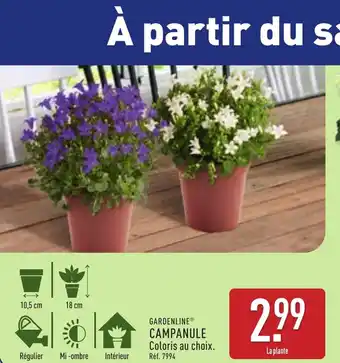 ALDI GARDENLINE® Campanule offre