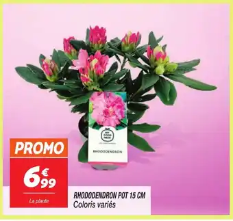 Netto Rhododendron offre