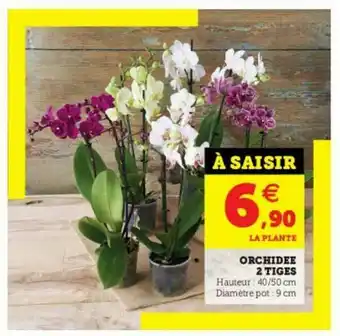 Super U Orchidée 2 Tiges offre