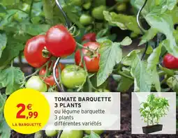 Intermarché Tomate barquette 3 plants offre